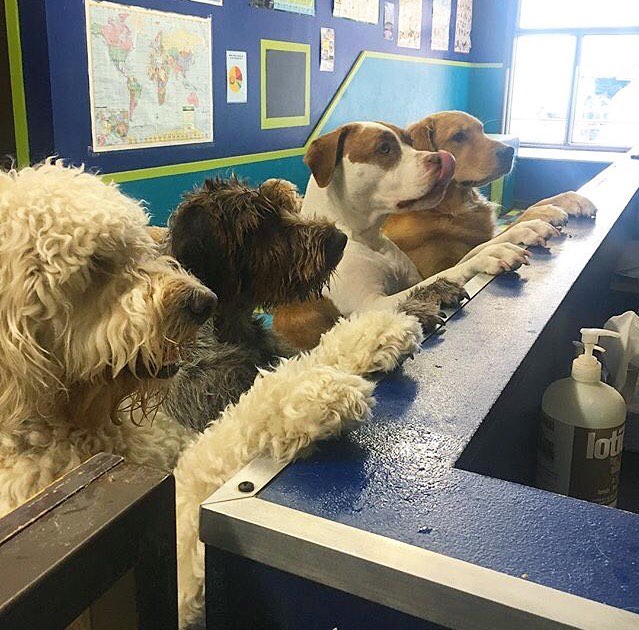 Philly Dog School Pike13